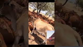 ALL ABOUT FEEDLOT AND BEST BREEDS Agriculture farming [upl. by Inajna]