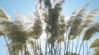 Cortaderia  Lijepi cvijet iz Čađavice [upl. by Babby]