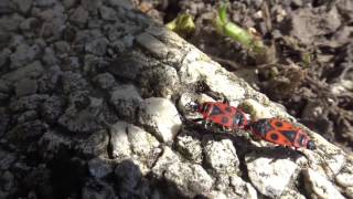 Pyrrhocoris Apterus mating in Charente France [upl. by Isyad]