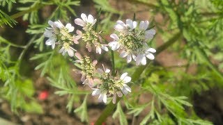 Coriandrum sativum  Fam Apiaceae  Coriander  Heterophylly  Stylopodium  Epigynous flower [upl. by Laemaj457]