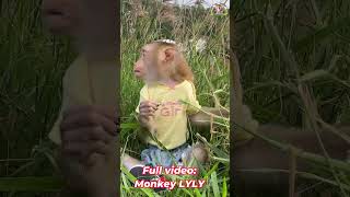 Monkey Lyly plays in the field shorts monkey youtubeshorts viralshort cutefunny [upl. by Luann706]