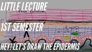 Little Lecture 1st Semester Hey Lets Draw The Epidermis [upl. by Auohs]