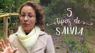 5 tipos de sálvia que você amaria ter na horta [upl. by Aliakim593]