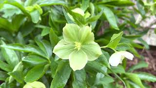 Hellebores from seed The BEST method possible [upl. by Aelanej]