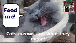 Cats Meows and what they mean  Living with Ragdolls [upl. by Byran]