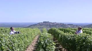 Vendanges en Sancerrois par l Orchestre Dominique et Stéphanie FLOQUET [upl. by Mulry]