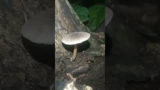 Beautiful Pluteus inquilinus mushroom fungi mushroom mushroomtypes [upl. by Wivinia296]