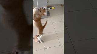 Jumpstart the car 🤣 orangecat kittyjump activecat kucing oyen [upl. by Aihsetal]