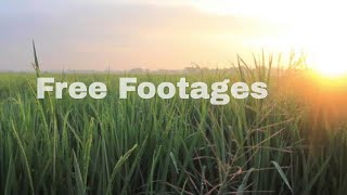 Free Paddy Field Stock Footage [upl. by Neyu]