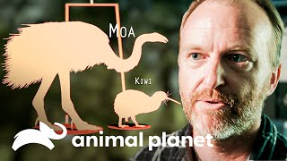 Por que o kiwi não voa e mora em tocas  Nova Zelândia Selvagem  Animal Planet Brasil [upl. by Kellby969]