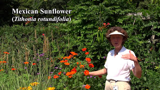 Mexican Sunflower Tithonia rotundifolia [upl. by Lemieux770]