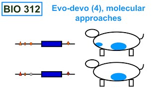 EvoDevo 4 molecular approaches [upl. by Nawuq846]