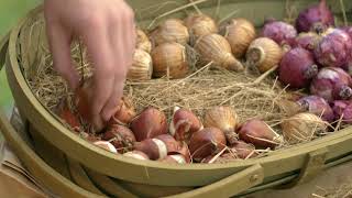 How to Grow Spring Bulbs  Mitre 10 Easy As Garden [upl. by Marek]