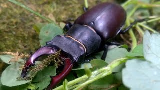 Lucanus cervus stag beetle [upl. by Redd]