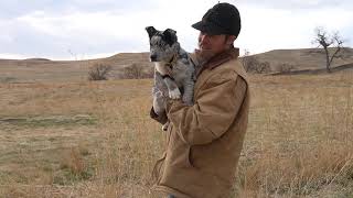 Basic Puppy Training with David Dagley [upl. by Dee]