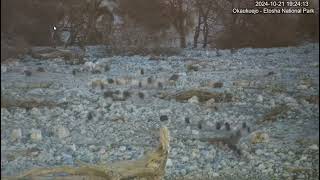 Helmeted Guinea Fowls hurrying to the trees to roost [upl. by Lerrej666]