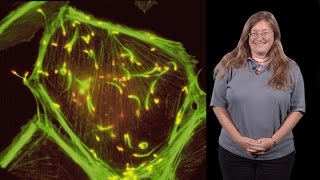 Julie Theriot Stanford HHMI 1 Protein Polymers Crawling Cells and Comet Tails [upl. by Kroy359]