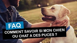 Comment savoir si mon chien ou mon chat a des puces [upl. by Corly]