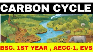 Carbon Cycle ll EVS ll environmental Studies ll bsc 1st year l science aecc1 [upl. by Magdau]