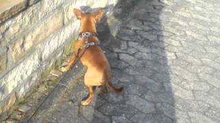 Epilepsie beim Zwergpinscher [upl. by Girardo]