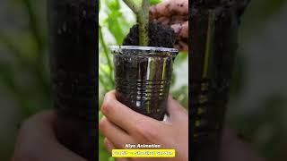 🌿How grow Lemon tree great idea to propagate Lemon tree by air layering using a Carrot🥕 lemontree [upl. by Airotcivairam]