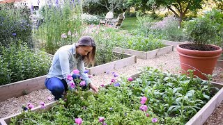 How to Grow Anemones  Soaking Presprouting Planting Harvesting and Storing Anemone Corms [upl. by Hutt]