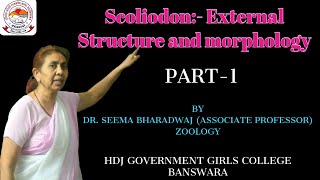 Scoliodon sorrakowah External Structure and morphology BSc 2 nd year [upl. by Yatnahs]