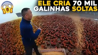 ELE CRIA 70 MIL GALINHAS SOLTAS EM SUA FAZENDA [upl. by Corwun]