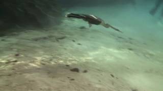 Anhinga and Cormorant swimming underwater [upl. by Assirram]