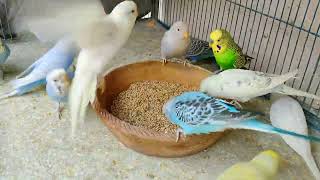 Parakeets Hilarious Reaction After Getting Early Morning Diet  Budgies Diet Plan  Healthy Budgies [upl. by Ennairol]