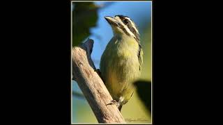 Yellow rumped Tinkerbird duet [upl. by Nattirb]