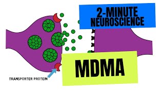 2Minute Neuroscience MDMA [upl. by Bust376]