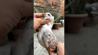 Pet house mai dher sare pets ki entry hone wali hai kabootar pet animals vlog minivlog birds [upl. by Wrench493]