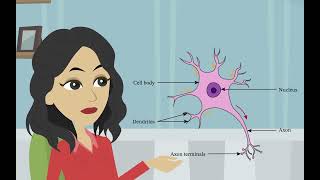 La structure et la fonction des neurones Psychologie de base  les divisions du système nerveux [upl. by Tavis]