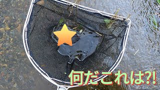 ヤバイ…❗️可愛い獣を捕まえてしまった…‼️‼️ [upl. by Samford]