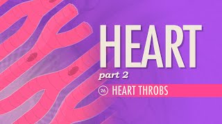 The Heart Part 2  Heart Throbs Crash Course Anatomy amp Physiology 26 [upl. by Madge]