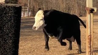 Cow Goes CRAZY for Giant Brush 🐄 [upl. by Myer789]