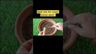 Best soil mix for laxmi kamal plant ☘️ [upl. by Etnoved]