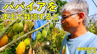 パパイアを本土で栽培すると．．．本土での熱帯果樹ならこの方にお任せ！【愛媛県西予市 ひろ兄】 [upl. by Attiuqehs]