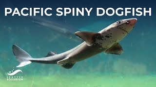 All About Pacific Spiny Dogfish  Shark and Ray Awareness Day [upl. by Suiradel]