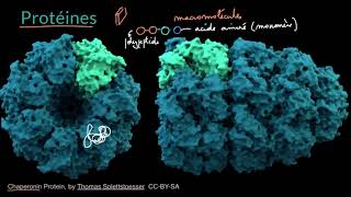 Introduction aux protéines et acides aminés [upl. by Ahseinaj228]