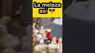 😌 Como usar correctamente la Melaza en los Pollos de engorde 🙂 pollosdeengorde pollos [upl. by Salguod497]