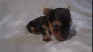 Teacup Yorkie Female Puppy [upl. by Daile923]