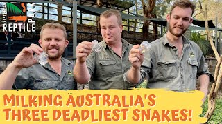 Venom Milking Australias 3 DEADLIEST Snakes  Australian Reptile Park [upl. by Kellyn]