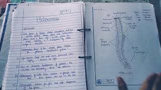 Zoology practical file bsc first year Part 2 [upl. by Crocker]