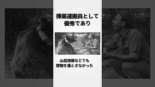 【知能レベルほぼ人間】第二次世界大戦でマジで戦力になっていたヒグマ、ヴォイテクに関する雑学 [upl. by Ellenaej]