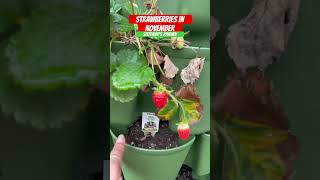 Strawberries are STILL growing in November in Zone 8A GA steffaniesjourney strawberry garden [upl. by Aronal]