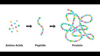 Immunity and peptides [upl. by Akeem470]