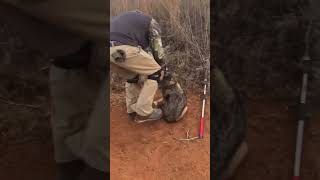 Live market work about to begin trapping coyote trapper [upl. by Ahsekim]