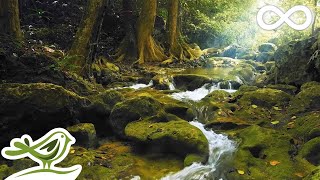 Relaxing Music with Birds Singing  Beautiful Piano Music amp Guitar Music by Soothing Relaxation [upl. by Andres]